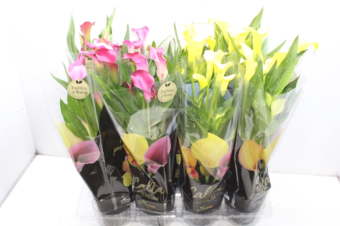 <h4>CALLA COLORIDA P14 PREMIUM</h4>