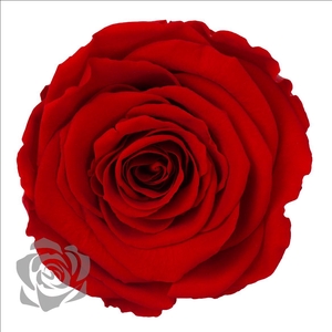 PRESERVED ROSA LL RED 02