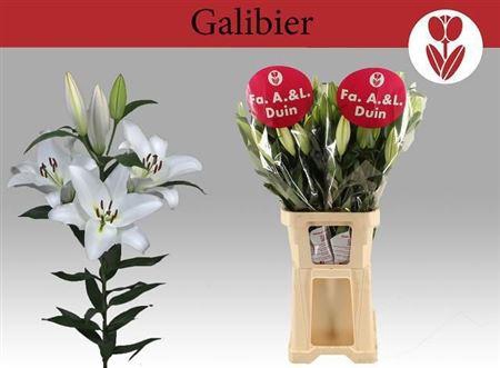 <h4>Li Ot Galibier</h4>