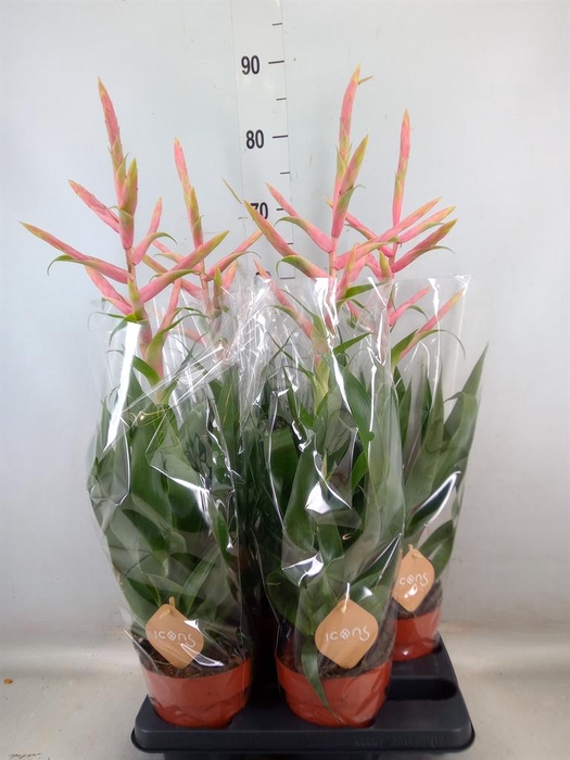 <h4>Tillandsia  'Dolce'</h4>