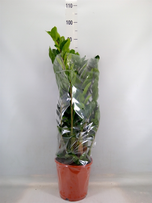 <h4>Zamioculcas zamiifolia</h4>
