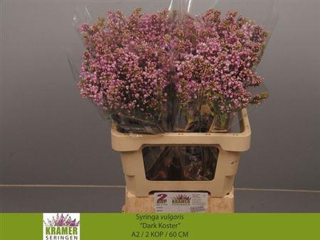 <h4>Syr V Dark Koster 60cm 2 Hd</h4>