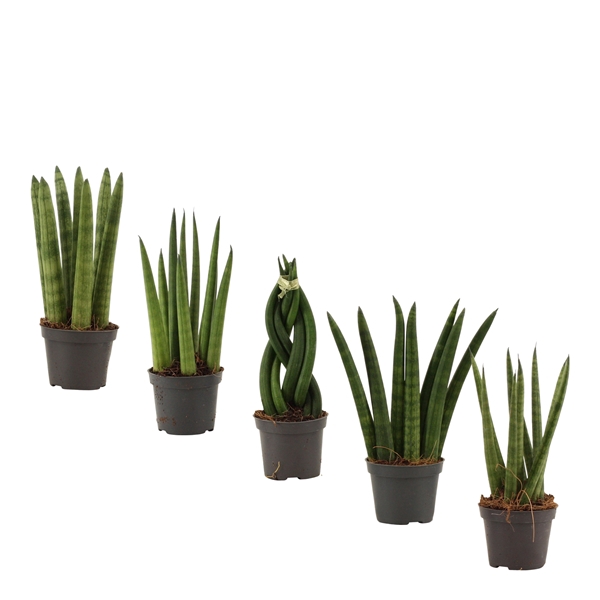 <h4>Sansevieria Cylindrica 6 cm mix</h4>