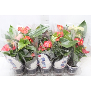 ANTHURIUM VARIADO P12
