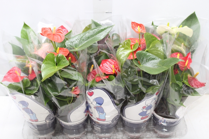 <h4>ANTHURIUM VARIADO P12</h4>