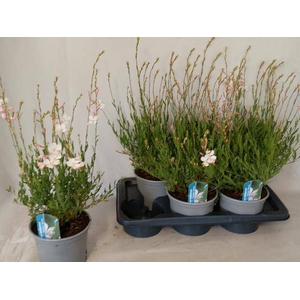 GAUR LI GEYSER WHITE
