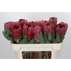 Protea Sharon