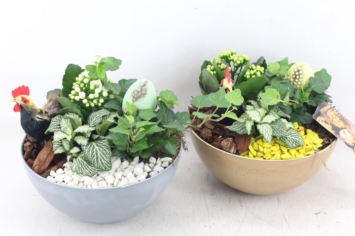 <h4>arr2 MB - Kunststof coupe x5 - geel/wit</h4>