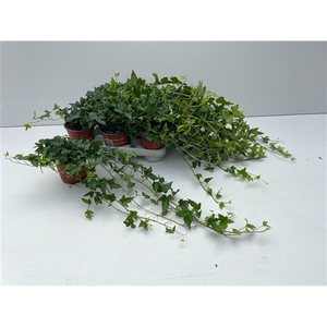 Hedera Shamrock Rank 35cm