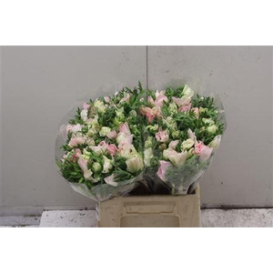 Anem Co Mistral Light Pink