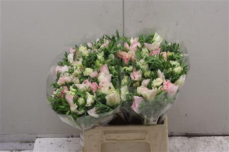 <h4>Anem Co Mistral Light Pink</h4>