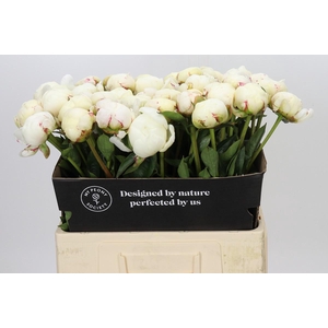 Paeonia Snow Mountain