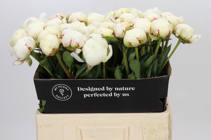 Paeonia Snow Mountain