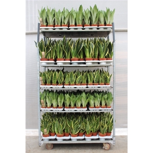 Sansevieria Mixkar 