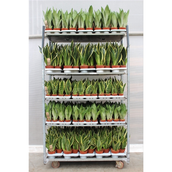 <h4>Sansevieria Mixkar "Rough & Tough"</h4>