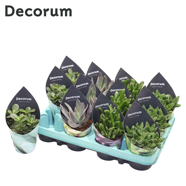 <h4>Crassula Mix (4spc.) (decorum)</h4>