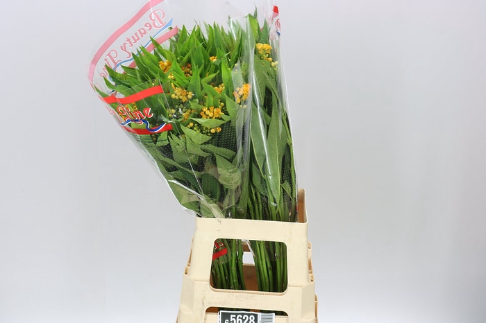 <h4>Asclepias Silky Gold</h4>