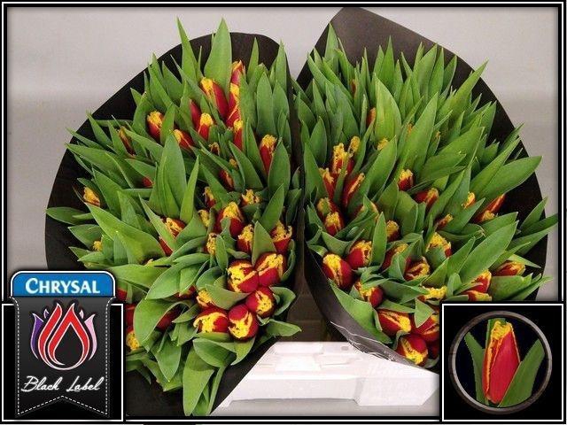 <h4>TU FR FABIENNE</h4>