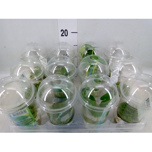 Waterplanten   ...mix