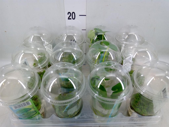 <h4>Waterplanten ...mix</h4>