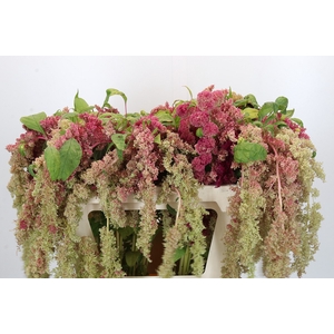 Amaranthus caudatus 'Magic Spider'