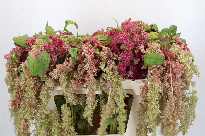 Amaranthus caudatus 'Magic Spider'