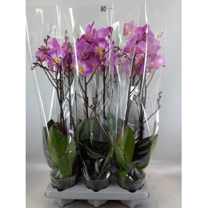 Phalaenopsis   ...lilac