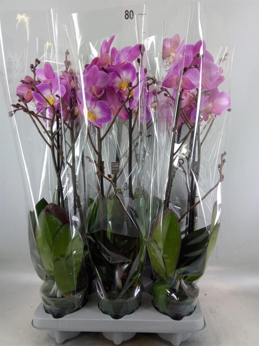 <h4>Phalaenopsis   ...lilac</h4>