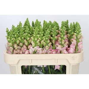 Antirrhinum Avignon Pink