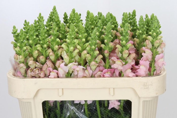 <h4>Antirrhinum Avignon Pink</h4>