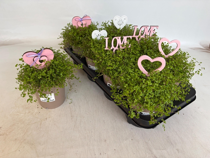 <h4>SOLEI SOL GROEN</h4>