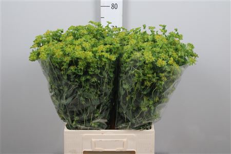 <h4>Bupleurum Rotundifol</h4>