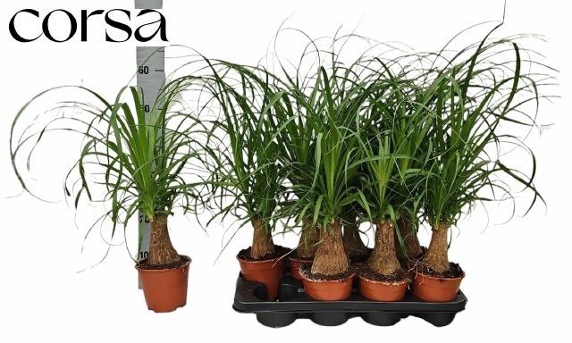 <h4>BEAUCARNEA RECUR</h4>