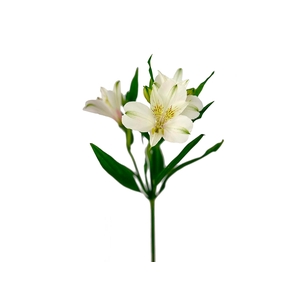 ALST. AVALANCHE 070 CM