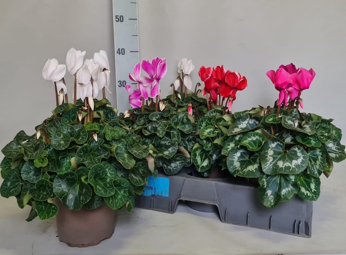 <h4>CYCL GR SUP MAMMOTH</h4>