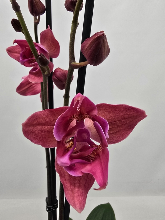 <h4>Limited 12 week 9</h4>