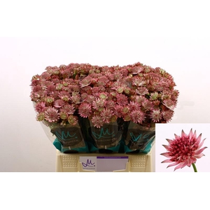 Astrantia Roma Marginpar