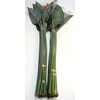 STRELITZIA LONG EXTRA