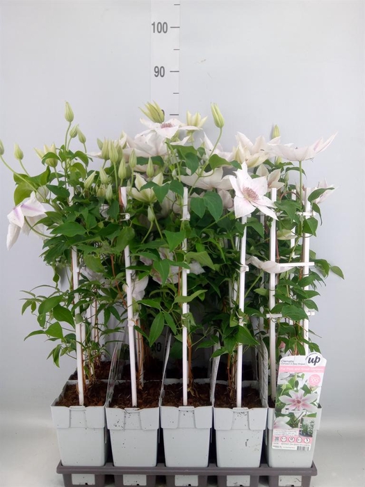 <h4>Clematis   ...</h4>