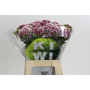 Dianthus Br Kiwi Maroon XXL