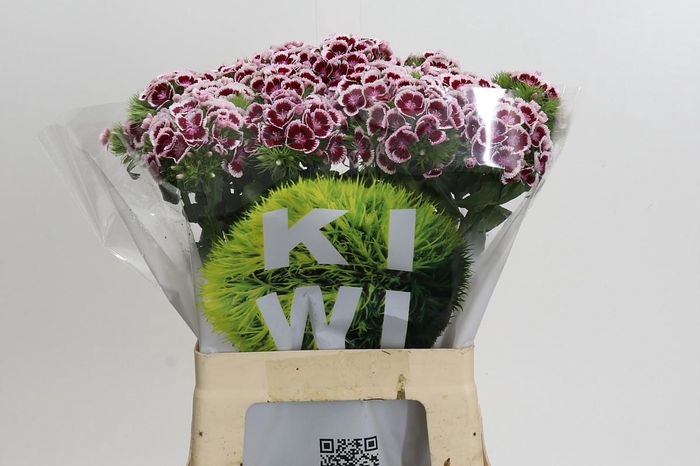 <h4>Dianthus Br Kiwi Maroon XXL</h4>