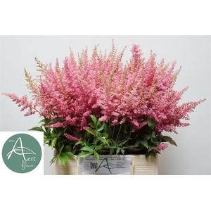 Astilbe Anita Pfeifer Aert