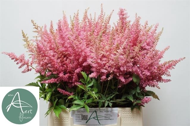 <h4>Astilbe Anita Pfeifer Aert</h4>