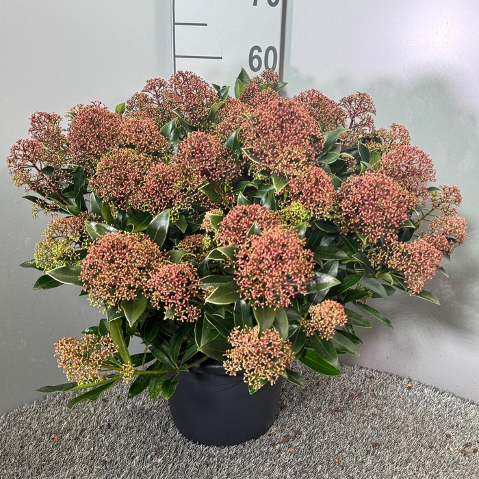 <h4>Skimmia japonica 'Rubesta Cuba'</h4>