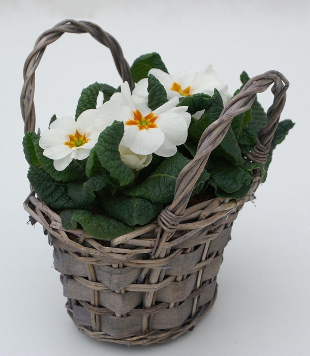 <h4>Primula Mand Tasje</h4>