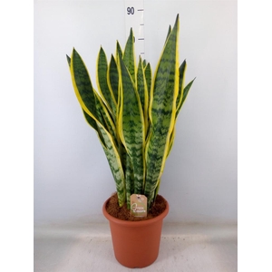 Sansevieria trifa. 'Laurentii'