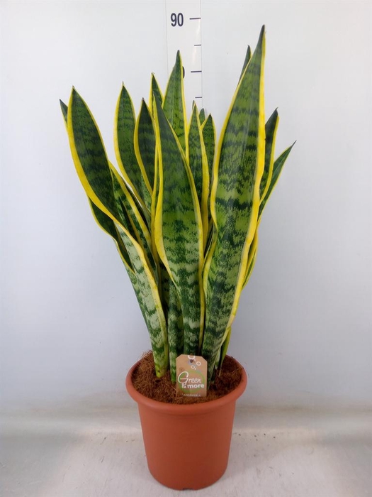 <h4>Sansevieria trifa. 'Laurentii'</h4>
