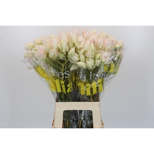 Blushing Bride 6/9 Flowers