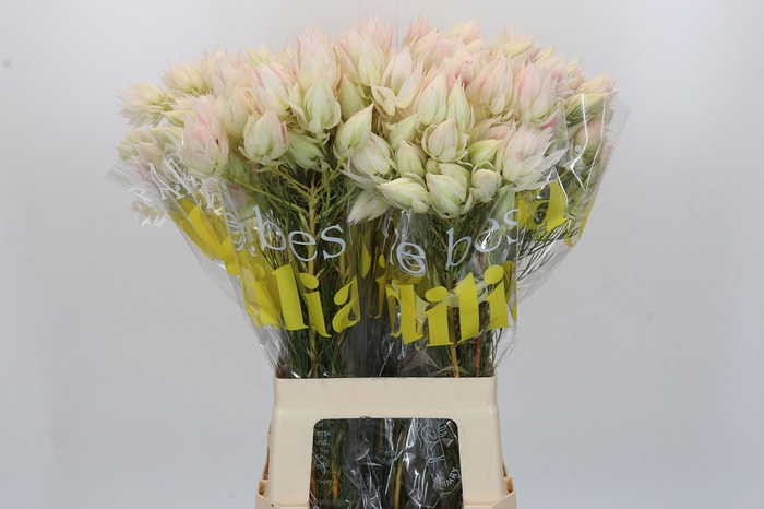 <h4>Blushing Bride 6/9 Flowers</h4>