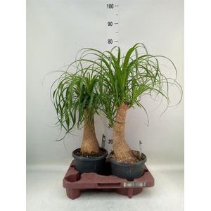 Beaucarnea recurvata